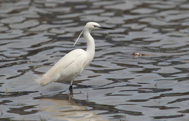 The little egret (Egretta garzetta) single bird standing in water near Danube river in Zemun,Belgrade,Serbia.