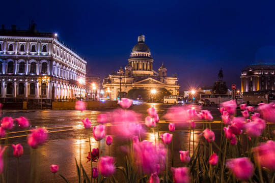 St. Isaac's Square tulips. Saint Isaac's Cathedral. St. Petersburg.