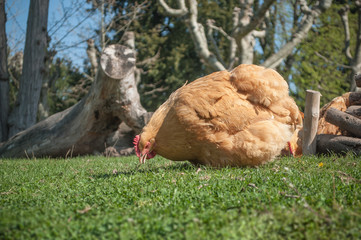 poulet en plein air