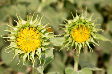 Bud sunflowers in the field with the bright summer sun