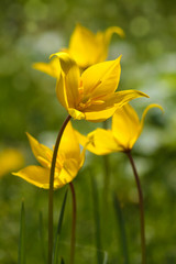 Gelbe Wilde Tulpe - Tulipa sylvestris - im Gegenliicht © farbkombinat
