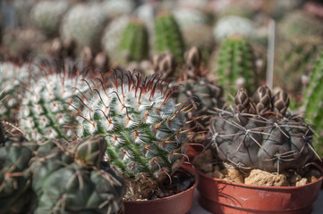 Naklejka na ściany i meble petits cactus dans des pots