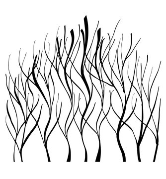 Vector of abstract silhouette of trees without leaves on white background, isolated illustration in black color, high quality