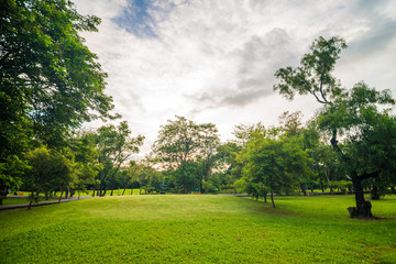 Tree in public park with green grass meadow