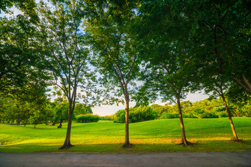 Tree in public park with green grass meadow