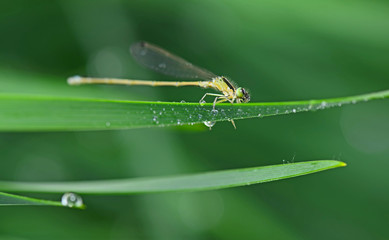 Damselflies stay on the green grass