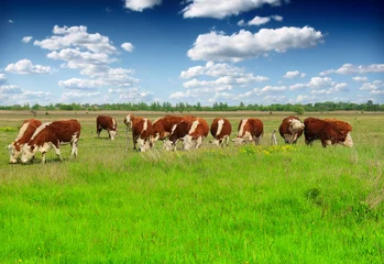 Crédence en verre imprimé Vache Cows grazing on pasture