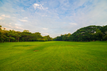 Green meadow grass in the park background