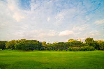 Green meadow grass in the park background