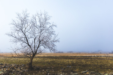 Lone Tree in Winter Landscape