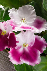 beautiful white with pink variety of African violets (Saintpaulia ionantha) close-up 
