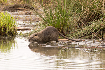 Nutria