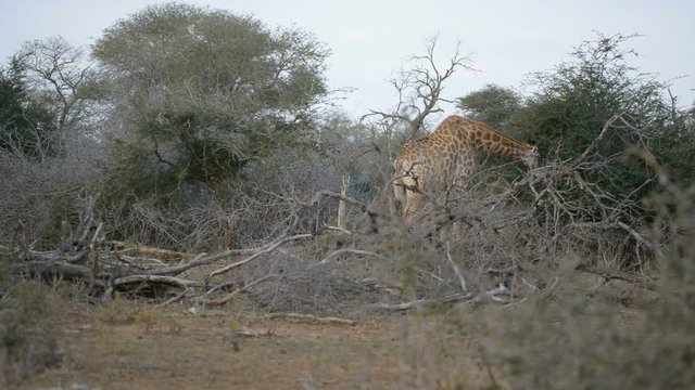 Giraffe in the bush. Wildlife Safari in the Kruger National Park, major travel destination in South Africa