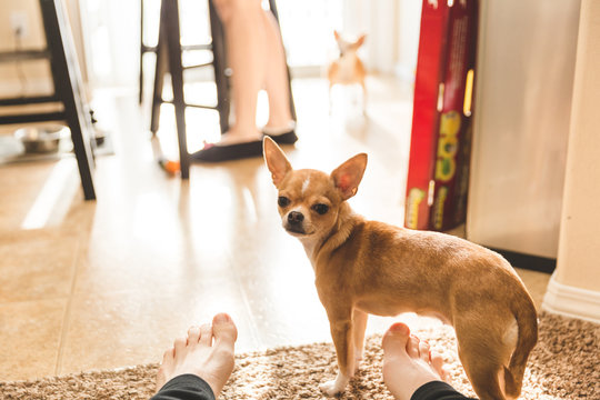 Cute Chihuahua Standing by Bare Feet