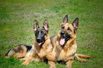 young German shepherd dog sitting on grass with mother