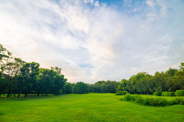 Green meadow with tree in central public park
