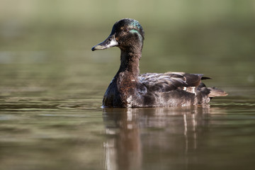 Mallard, Duck, Anas platyrhynchos