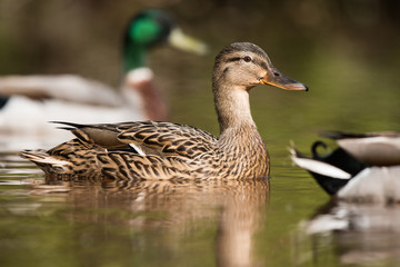 Fototapeta premium Mallard, Duck, Anas platyrhynchos