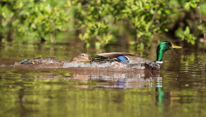 Mallard, Duck, Anas platyrhynchos