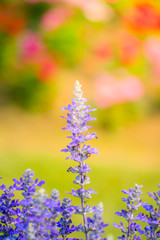 The background image of the colorful flowers