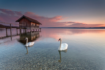 Zwei Schwäne im Abendlicht auf dem Ammersee in Bayern