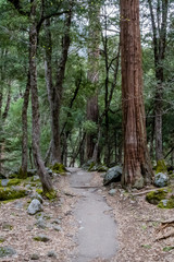 Path with thin twisting trees