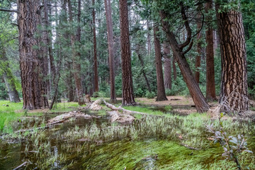 Leaning tree in the marsh