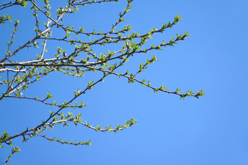tree branch sprout in spring