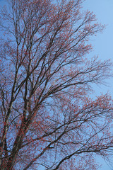 Fototapeta premium tree branch sprout in spring