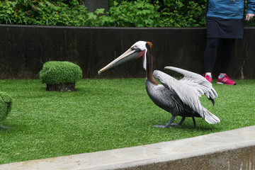 Brown Pelican  Pelecanus occidentalis