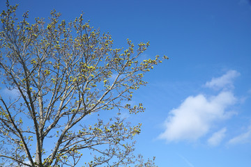 tree branch sprout in spring