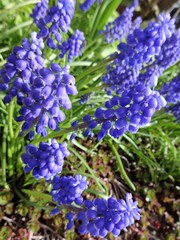 Muscari flowers bloom in a spring garden 