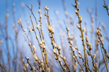 Catkins on willow tree branches at springtime.