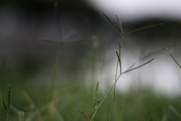 césped verde fondo de lago