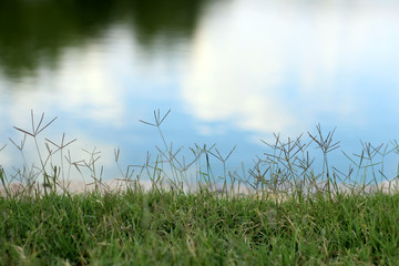 Obraz premium césped verde y fondo de lago