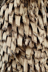 textura de palma color café