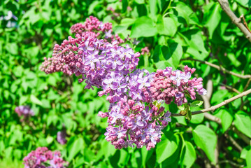 Obraz premium Blooming varietal selection lilac (Syrigna vulgaris)