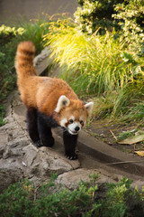 レッサーパンダ