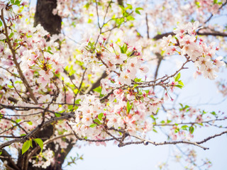 Beautiful cherry blossom sakura in spring time in Osaka castle park against blue sky