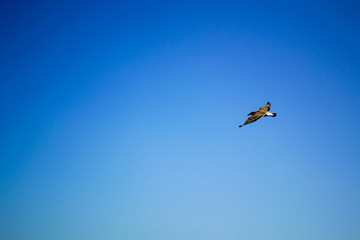 Bird flying the sky