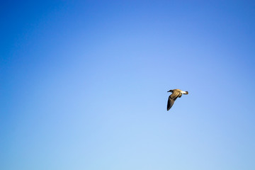 Fototapeta na wymiar Bird flying the sky