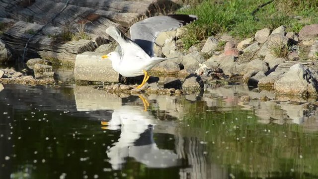 Seagull standing with reflection near a green pond and then flying. 