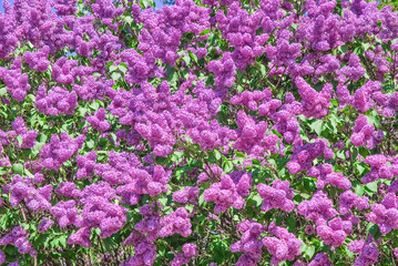 Fototapeta premium Blooming varietal selection lilac (Syrigna vulgaris). The sort of 