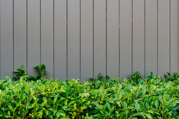 Green leaves wall