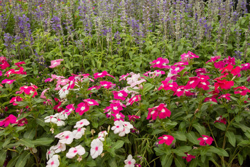 Obraz premium Beautiful flowers background