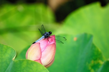 ハスの花にトンボ.