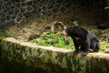Honey bear sit on side of a dried pool seeing something in at photo taken in Jakarta Indonesia