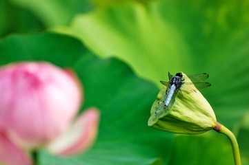 Obraz premium シオカラトンボ