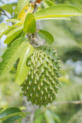Soursop tree or Prickly Custard Apple. (Annona muricata L.) Plant for Treatment of carcinoma,...