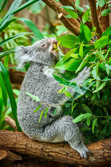 Koala Bear. A cute of koala